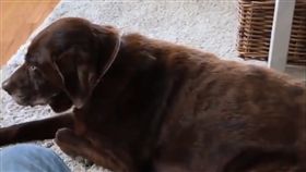 狗,屁,寵物,萌,毛孩,愛上毛們
(圖片來源:臉書UNILAD)