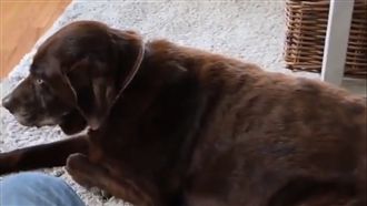 汪汪放屁94狂！「十連響」還裝沒事