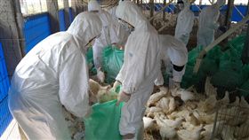 高雄再現禽流感確診
高雄市路竹區有1雞場採樣判定H5呈陽性反應，市府動
保處9日已將該場1萬1522隻家禽全數撲殺，並同步執行
場區消毒及周邊臨近養禽場採樣監測工作，以有效防止
疫情擴散。
（高雄市動保處提供）
中央社記者王淑芬傳真　106年3月9日