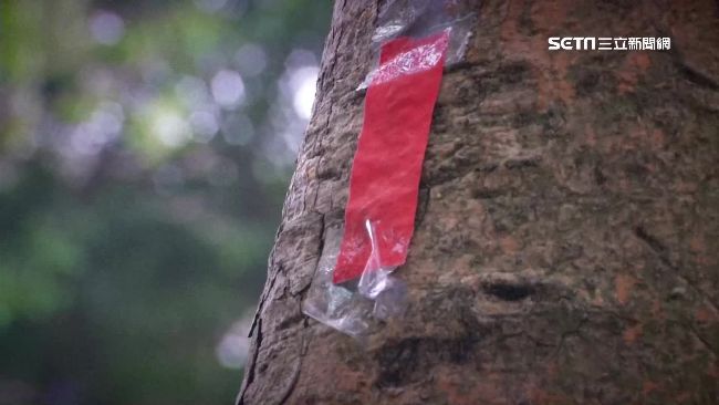 超毛！老樹貼滿紅紙條「惡夢出賣」