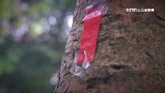 超毛！老樹貼滿紅紙條「惡夢出賣」