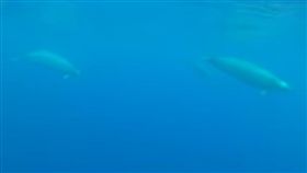 鯨魚，特魯氏中喙鯨（圖／翻攝自YouTube）