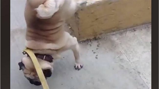 巴哥犬神姿勢「撇尿」　上萬網友笑噴