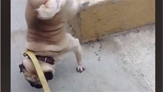 巴哥犬神姿勢「撇尿」　上萬網友笑噴