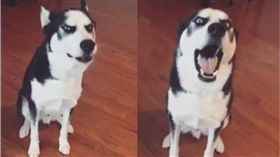 月月,哈士奇,吵架,Instagram,huskynamedblu　圖／翻攝自ig