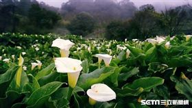 陽明山竹子湖海芋。（圖／北市產業發展局提供）