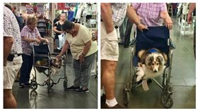▲老奶奶跟老狗狗輪流坐輪椅。（圖／翻攝自《The Dodo》） https://www.thedodo.com/woman-and-dog-share-wheelchair-2303322056.html