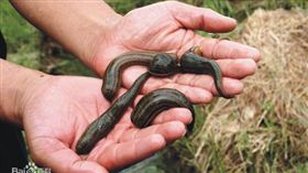 水蛭／百度百科