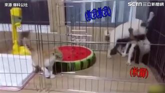 貓狗大戰！　這一踏讓汪星人直接孬掉