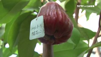 黑糖芭比蓮霧夯　果農爆「搶種戰」