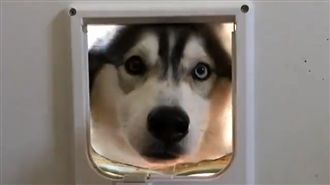 月月頭塞好塞滿　以為自己是隻貓