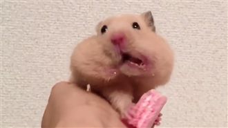 小倉鼠吃餅乾　嚕呷嚕齁呷～