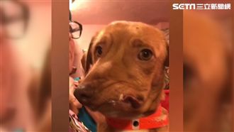 畸形狗逃安樂死　整容重獲新生