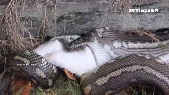 驚悚！巨蟒闖入民宅　一口生吞寵物貓
