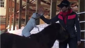 「狗騎師」帶小馬跨柵欄　網友全笑翻