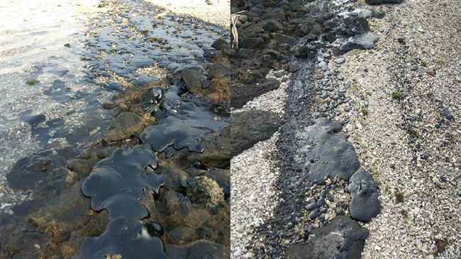 痛心！綠島海岸線遭不明船隻重油汙染