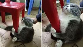 貓咪一聽到要去洗澡，反應超害怕（圖／翻攝自可愛寵物中心微博）