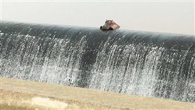 河馬,嚕嚕米,攔沙壩,攔砂壩,趴,悠哉,悠閒,放鬆,享受,南非,動物,可愛-翻攝自Ngwenya Marketing臉書