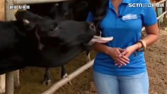 慘遭好色牛襲胸　女記者瞬間笑場