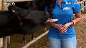 慘遭好色牛襲胸 女記者瞬間笑場