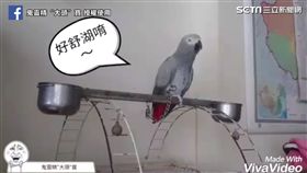 鸚鵡大頭寶貝。
（圖／截自影音）