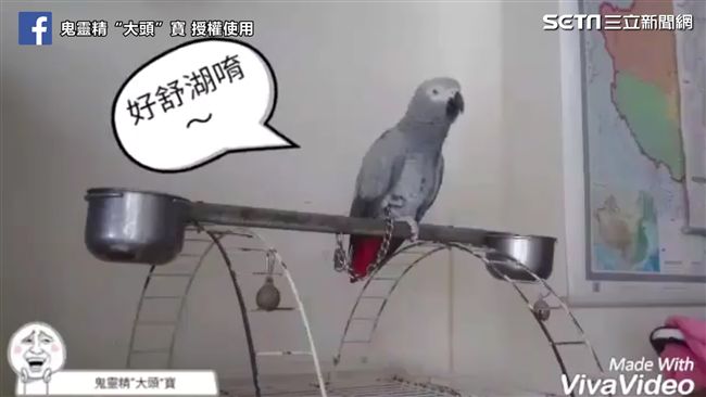 鸚鵡自創18禁之歌　媽媽聽了超崩潰