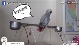 鸚鵡自創18禁之歌　媽媽聽了超崩潰