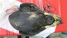 台北市內湖區碧湖公園日前由民眾發現死亡鴨科水禽屍體，今天送驗結果出爐，驗出H5高病原性禽流感反應（圖／北市動保處提供）