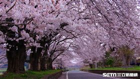 茨城縣,筑波,自行車,旅遊,櫻花隧道。（圖／茨城縣提供）