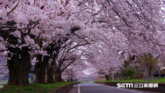 東京近郊賞櫻秘境　十公里長櫻花隧道