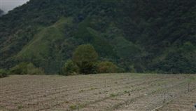 跳崖,山坡,邊坡／圖google map
（妹妹勸別大小聲　姐姐竟跳崖輕生）
