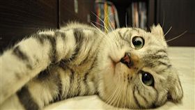 寵物滔客(圖片版權屬於滔客線上雜誌)