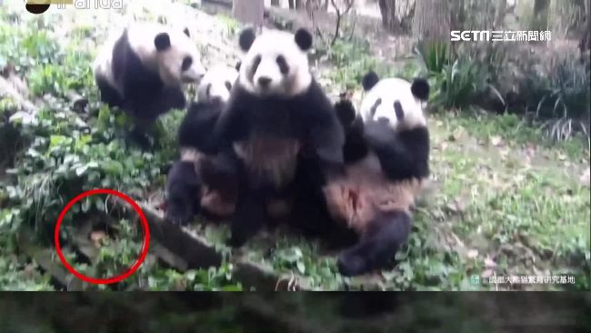 就在腳邊啊～呆貓熊弄丟食物找半天