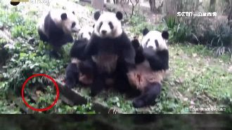 就在腳邊啊～呆貓熊弄丟食物找半天