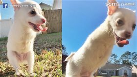 沒有前腳的狗狗Pippin
（圖／翻攝臉書）