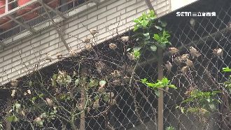 陽台餵食麻雀禽鳥　鄰居憂心禽流感