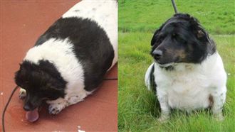 嬤疼狗養太肥　遭動保團體檢舉險坐牢