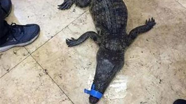 自家花園發現鱷魚　男童合力抬進警局
