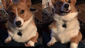 柯基,寵物,狗,毛孩.愛上毛們,萌
(圖片來源:ig@misshollymonster)