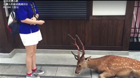 日本,奈良,梅花鹿,鞠躬(臉書 https://www.facebook.com/LazyTravelerMsW/videos/987991847984469/)
