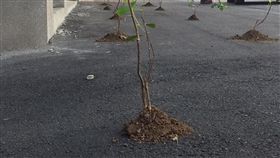 樹苗種在柏油路上 圖／翻攝樹黨臉書