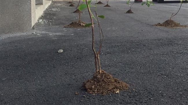 樹苗竟「插」柏油路！路人：在拜拜膩