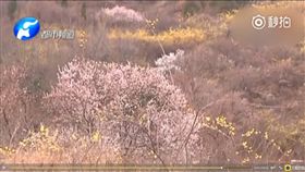 大陸,桃花,妻子,愛情,宋丙躍,河南,偃師(微博 http://s.weibo.com/weibo/%E5%AE%8B%E4%B8%99%E8%BA%8D)