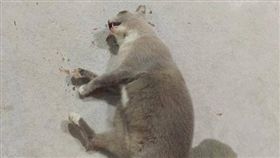 新加坡,虐貓,法賈爾,Fajar Ashraf Fajar Ali(推特 https://twitter.com/search?q=Fajar%20Ashraf%20Fajar%20Ali&src=typd)