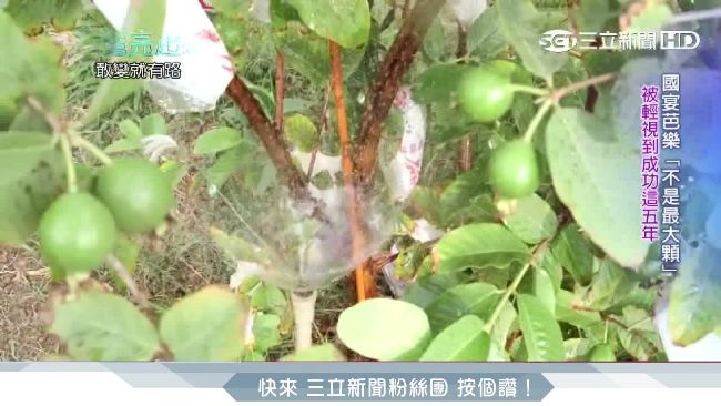 堅持有機少量多餐　青農種出國宴芭樂
