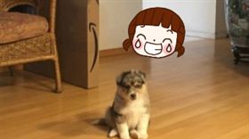 喵星人.寵物,動物,汪汪,喵喵,汪星人,吃醋,微博,Beans,女友,狗,貓　圖／微博https://goo.gl/nzhYd4