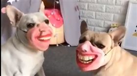 法鬥,笑,哈,寵物,毛孩,愛上毛們,萌
(圖片來源:美拍@唐唐-妞妞)