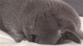 貓,喵,喵星人,午睡,上班族,周一症候群,Omame,頭,前肢,工作,周二　圖／Omame臉書https://goo.gl/E7uTpD