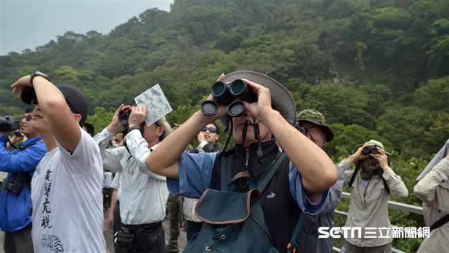 直擊過境猛禽返家　觀音山天空很熱鬧
