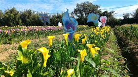 桃園彩色海芋季,彩芋。（圖／翻攝自桃園彩色海芋季臉書）